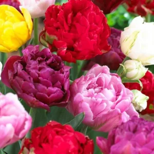 10 Double Peony Tulip Bulbs Mixed | Perennial Flower Bulbs for Garden - Image 3