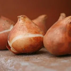 10 Double Peony Tulip Bulbs Mixed | Perennial Flower Bulbs for Garden - Image 6