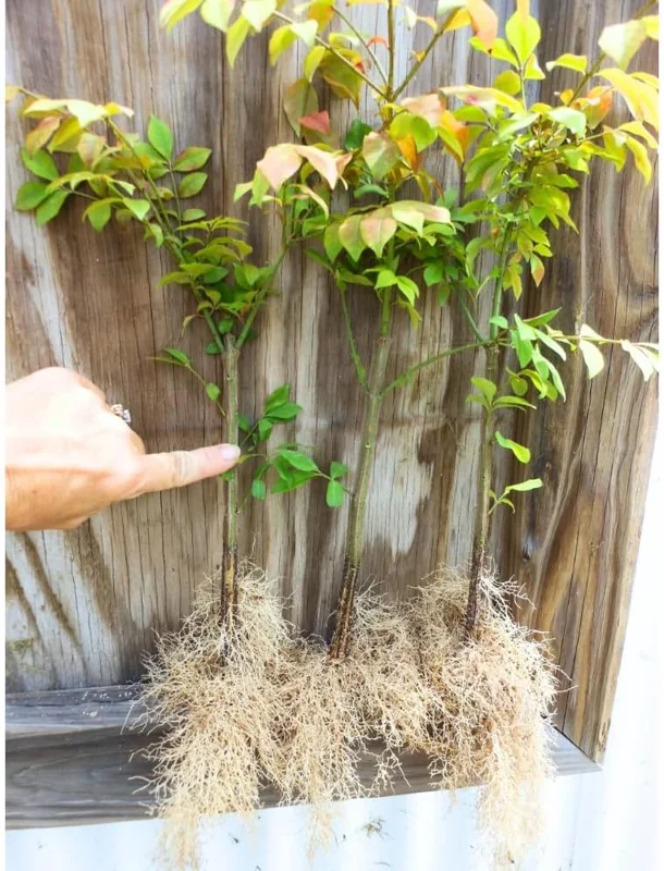 10 Dwarf Burning Bush Bare Root Plants, 4-8" Tall, Hardy Ornamental Shrub, Red Fall Foliage - Image 3