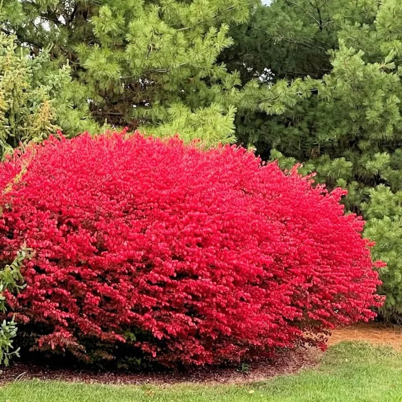 10 Dwarf Burning Bush Bare Root Plants, 4-8" Tall, Hardy Ornamental Shrub, Red Fall Foliage - Image 4