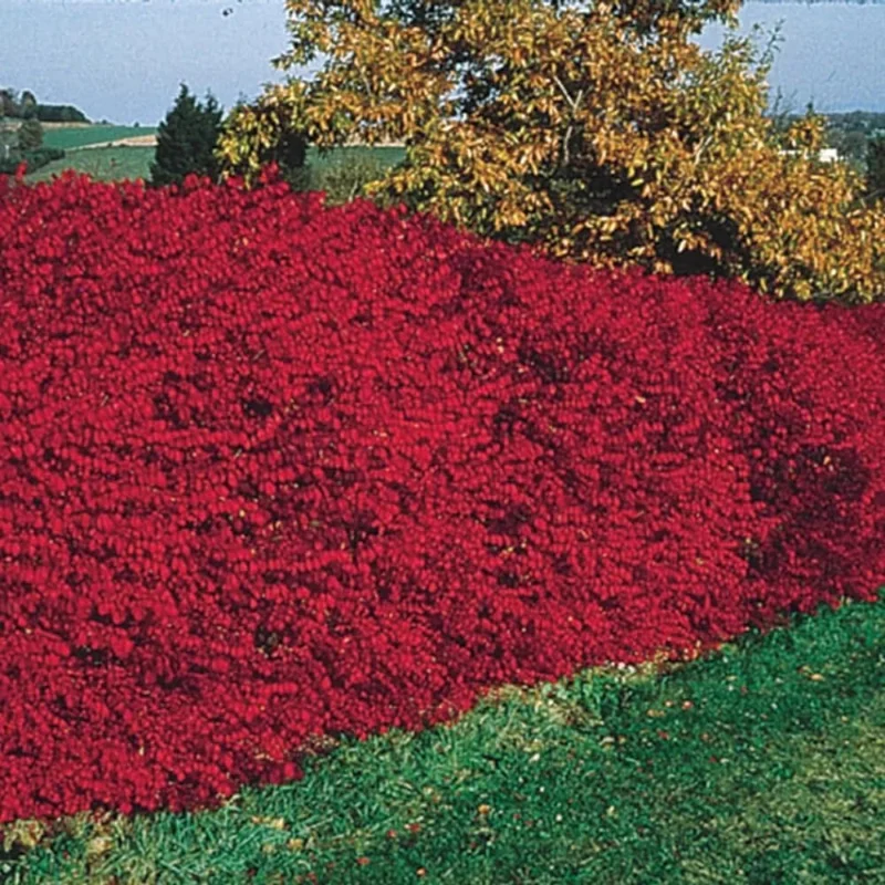 10 Dwarf Burning Bush Bare Root Plants, 4-8" Tall, Hardy Ornamental Shrub, Red Fall Foliage - Image 5