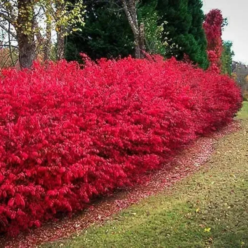 10 Dwarf Burning Bush Bare Root Plants, 4-8" Tall, Hardy Ornamental Shrub, Red Fall Foliage - Image 7