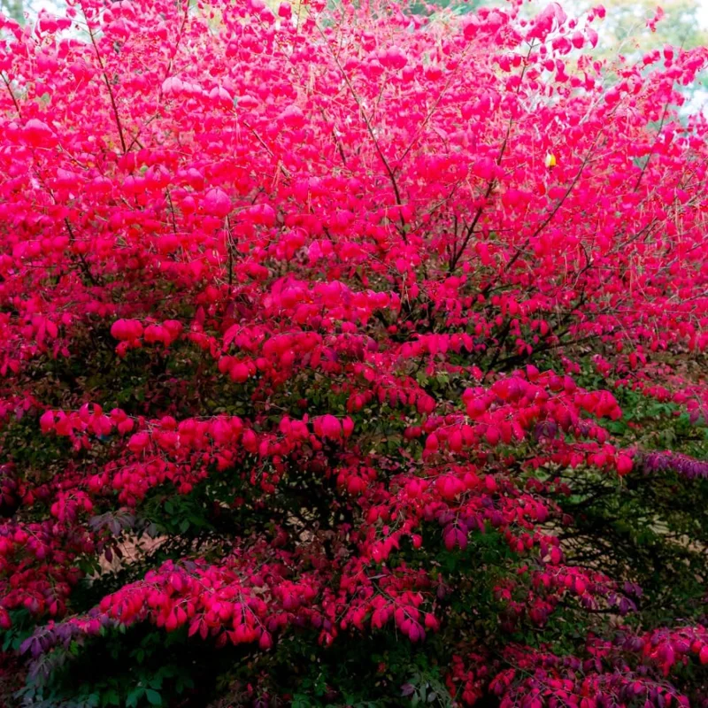 10 Dwarf Burning Bush Bare Root Plants, 4-8" Tall, Hardy Ornamental Shrub, Red Fall Foliage - Image 1