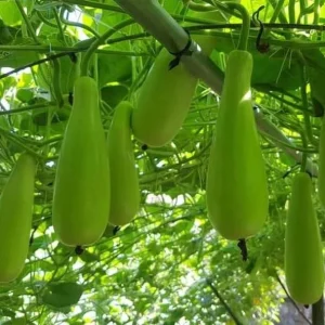10 F1 Long Bottle Gourd Seeds for Planting - Lagenaria siceraria - Image 3
