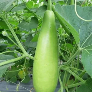 10 F1 Long Bottle Gourd Seeds for Planting - Lagenaria siceraria - Image 5