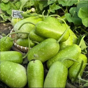 10 F1 Short Wax Gourd Seeds for Planting - Hybrid Bottle Gourd Seeds - Image 4