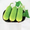 10 F1 Short Wax Gourd Seeds for Planting - Hybrid Bottle Gourd Seeds - Image 1