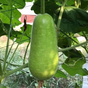 10 F1 Short Wax Gourd Seeds for Planting - Hybrid Bottle Gourd Seeds - Image 5