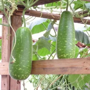 10 F1 Short Wax Gourd Seeds for Planting - Hybrid Bottle Gourd Seeds - Image 6