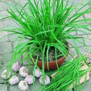 10 Garlic Chives Live Plants for Outdoor Planting, Well Rooted Heirloom Leek - Image 6
