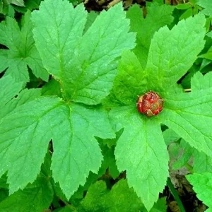 10 Goldenseal Plant Roots - Perennial Herb for Planting - Image 6
