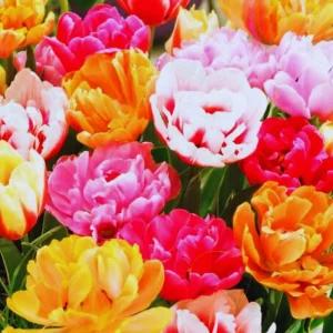 10 Ice Cream Tulip Bulbs for Fall Planting - Perennial Flower Bulbs - Image 3