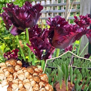 10 Ice Cream Tulip Bulbs for Fall Planting - Perennial Flower Bulbs - Image 5