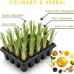 10 Lemongrass Live Plants 5-9