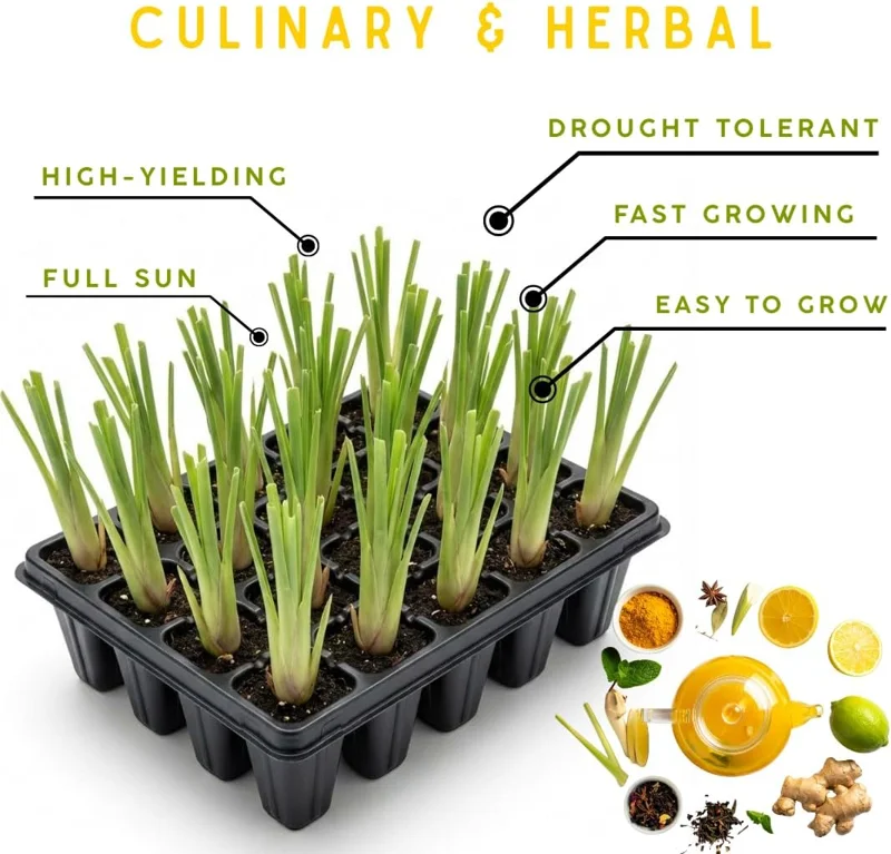 10 Lemongrass Live Plants 5-9" Tall - Fragrant Culinary Herb for Outdoor Planting - Image 2
