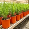 10 Lemongrass Live Plants 5-9" Tall - Fragrant Culinary Herb for Outdoor Planting - Image 1