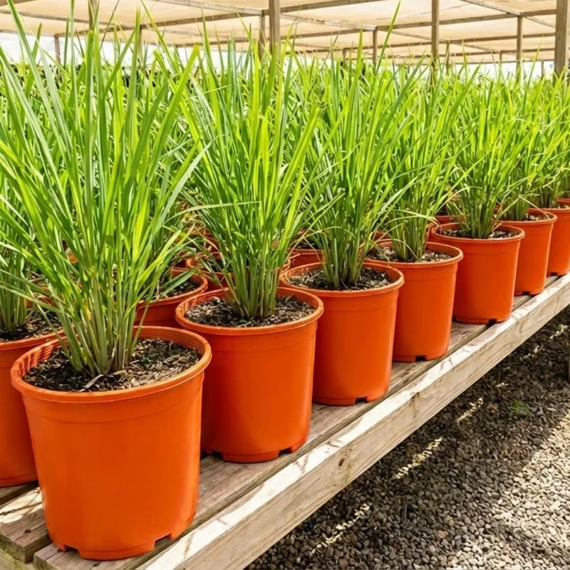 10 Lemongrass Live Plants 5-9" Tall - Fragrant Culinary Herb for Outdoor Planting - Image 1