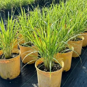 10 Lemongrass Live Plants 5-9