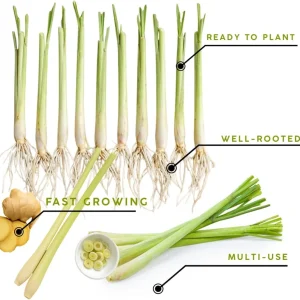 10 Lemongrass Live Plants 5-9