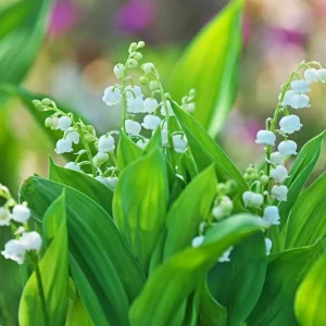10 Lily of the Valley Bulbs - Fragrant Perennial Flower Bulbs for Outdoor Garden - Image 6