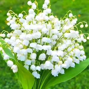 10 Lily of the Valley Bulbs – Fragrant Perennial Flowers for Shade Gardens - Image 1