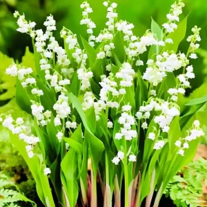 10 Lily of the Valley Flower Bulbs, White Bare Roots for Planting, Indoor/Outdoor - Image 3