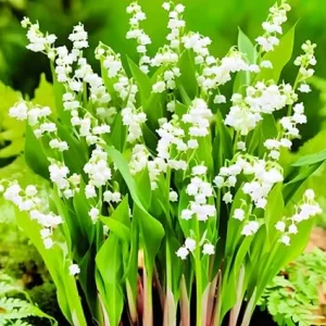 10 Lily of the Valley Flower Bulbs, White Bare Roots for Planting, Indoor/Outdoor - Image 4