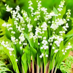 10 Lily of the Valley Flower Bulbs, White Bare Roots for Planting, Indoor/Outdoor - Image 6