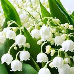 10 Lily of the Valley Roots for Planting - Hardy Perennial White Flowers - Image 3