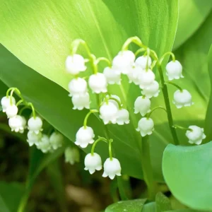 10 Lily of the Valley Roots for Planting - Hardy Perennial White Flowers, Fragrant Ground Cover Bulbs - Image 4