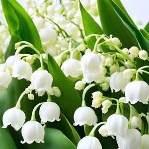 10 Lily of the Valley Roots for Planting - Hardy Perennial White Flowers - Image 6