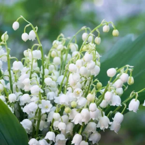 10 Lily of the Valley Roots for Planting - Hardy Perennial White Flowers, Fragrant Ground Cover Bulbs - Image 7