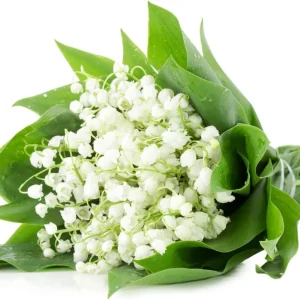 10 Lily of the Valley Roots for Planting - Hardy Perennial White Flowers, Fragrant Ground Cover Bulbs - Image 8