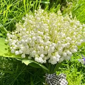 10 Lily of The Valley Roots for Planting - Perennial Sweet White Flowers, Zones 2-9 - Image 2