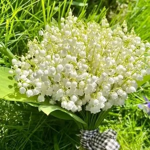 10 Lily of The Valley Roots for Planting - Perennial Sweet White Flowers, Zones 2-9 - Image 1