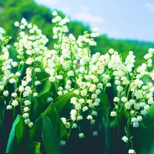 10 Lily of the Valley Roots - Perennial, Fragrant White Flowers, Zones 2-9, Cold Hardy - Image 2
