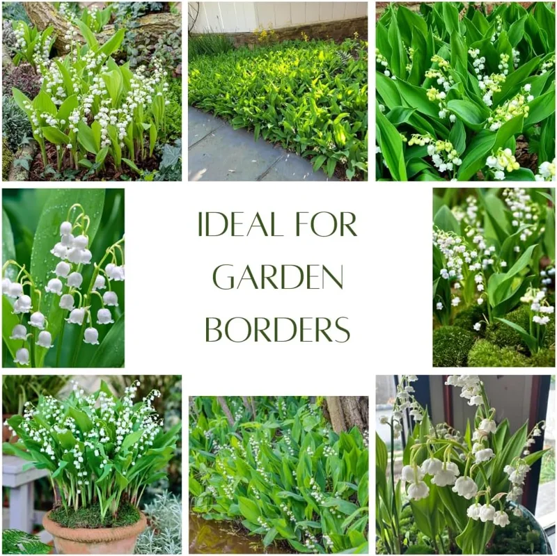 10 Lily of the Valley Roots - Perennial, Fragrant White Flowers, Zones 2-9, Cold Hardy - Image 3