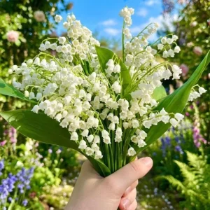 10 Lily of the Valley Roots - Perennial, Fragrant White Flowers, Zones 2-9, Cold Hardy - Image 4