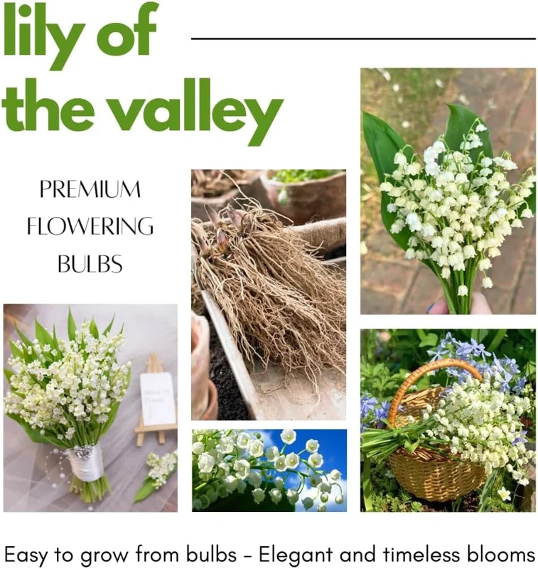 10 Lily of the Valley Roots - Perennial, Fragrant White Flowers, Zones 2-9, Cold Hardy - Image 5