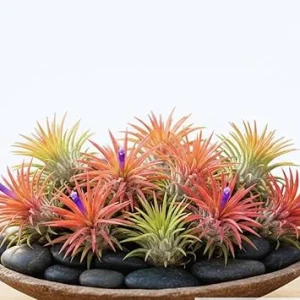 10 Live Air Plants Tillandsia - 2-3 Inches Tall Houseplants for Indoor & Outdoor - Image 3