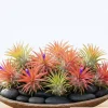 10 Live Air Plants Tillandsia - 2-3 Inches Tall Houseplants for Indoor & Outdoor - Image 1