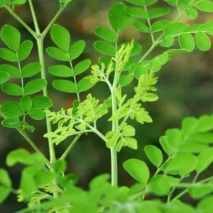 10 Moringa Oleifera Seeds - Drumstick Tree Seeds, Easy Grow - Image 2
