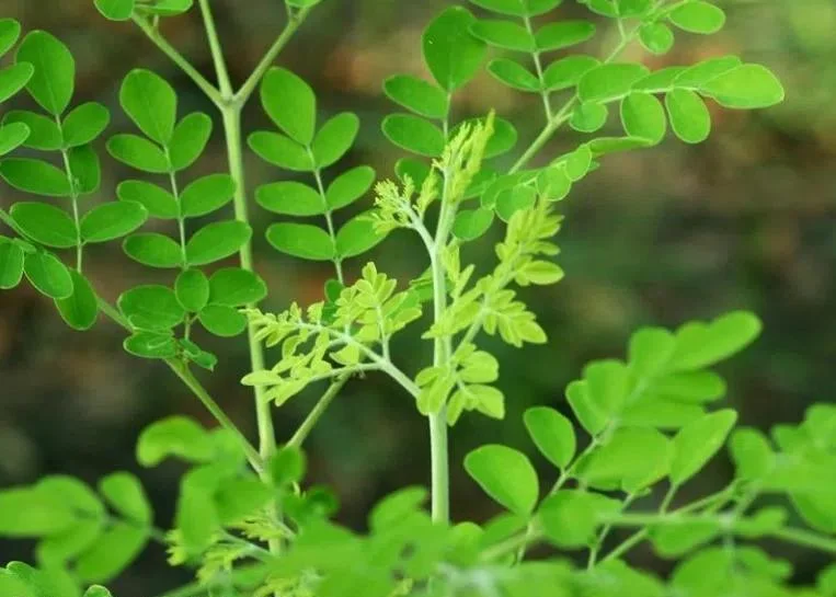 10 Moringa Oleifera Seeds - Drumstick Tree Seeds, Easy Grow - Image 2