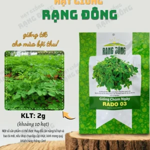 10 Moringa Oleifera Seeds - Drumstick Tree Seeds, Easy Grow - Image 3