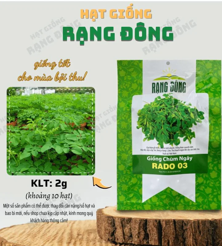 10 Moringa Oleifera Seeds - Drumstick Tree Seeds, Easy Grow - Image 3