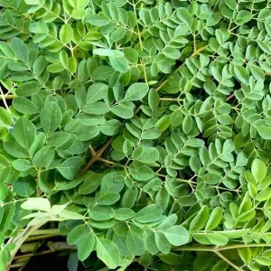 10 Moringa Oleifera Seeds - Drumstick Tree Seeds, Easy Grow - Image 4