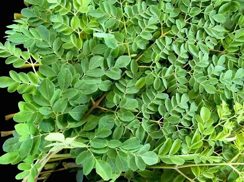 10 Moringa Oleifera Seeds - Drumstick Tree Seeds, Easy Grow - Image 4