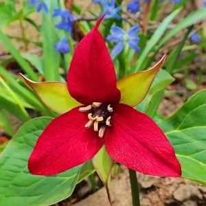 10 Red Trillium Bulbs for Planting - 3 to 5 Inches - Spring Flower Bulbs - Image 7