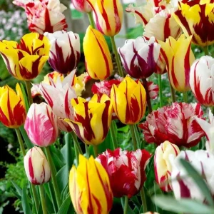 10 Rembrandt Tulip Mix Bulbs - Perennial Flowers for Garden & Containers - Image 2