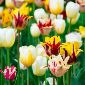 10 Rembrandt Tulip Mix Bulbs - Perennial Flowers for Garden & Containers - Image 3